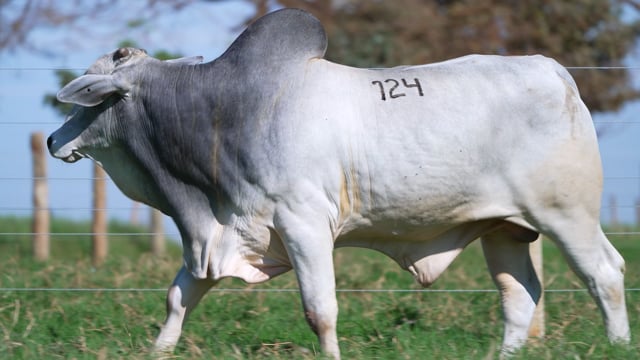 Lote 124