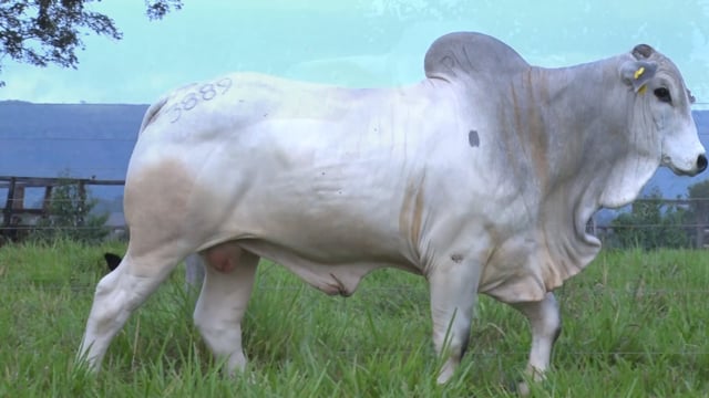Lote 394