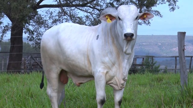 Lote 410