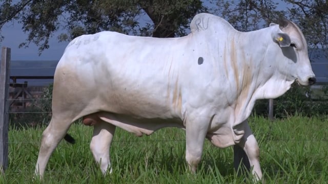Lote 418