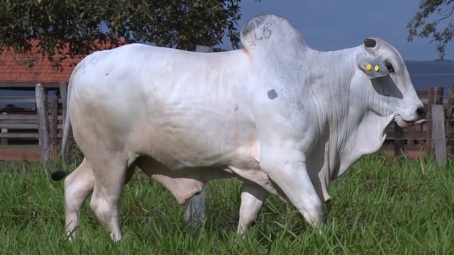 Lote 426