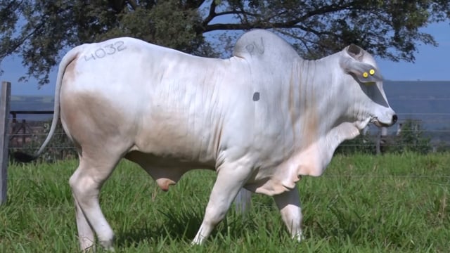 Lote 434