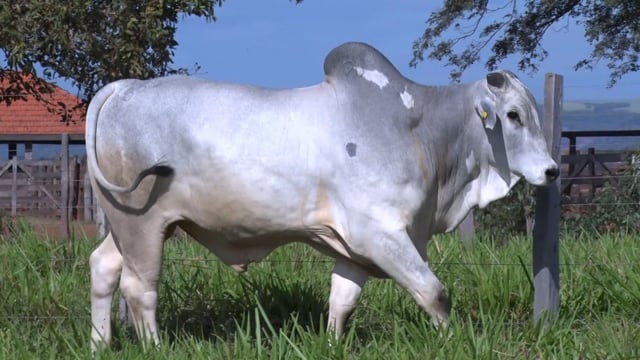 Lote 466