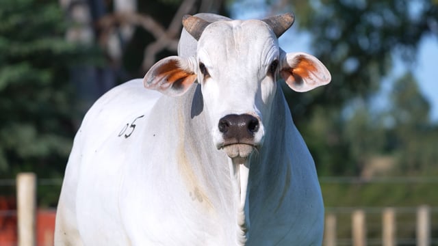 Lote D05
