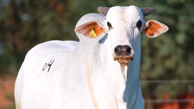 Lote D04