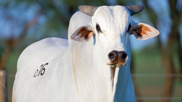 Lote D16