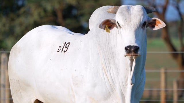 Lote D19
