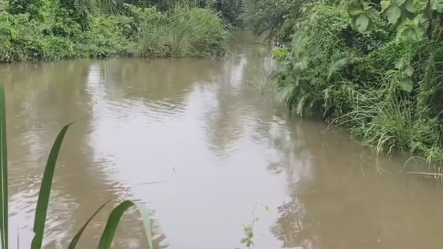 भापसा नाला में फिर मगरमच्छ का हमला! महिला को जबड़े में दबोचा, छाते से वार कर बचाई जान