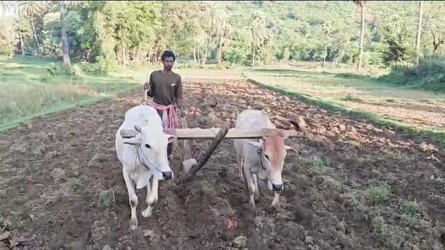 डीजल पंप से तैयार किया बिचड़ा, लेकिन पानी नहीं तो रोपनी ठप; सूखे खेतों ने बढ़ाई किसानों की मुश्किल