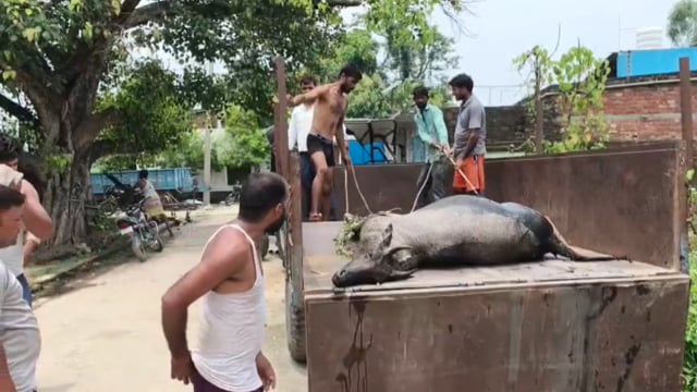 बबरौआ में घुसी नीलगाय की दीवार से टकराकर मौत, वन विभाग ने शुरू की जांच