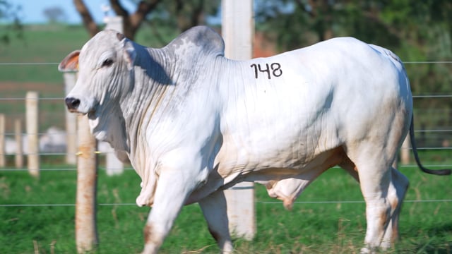 Lote 148