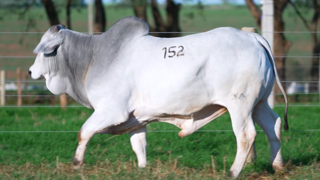 Lote 152