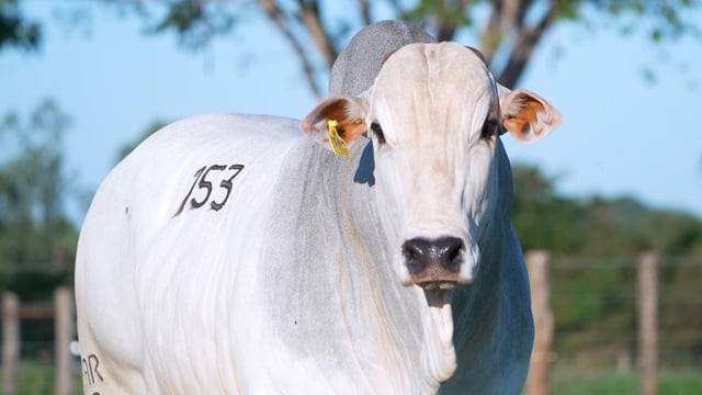 Lote 153