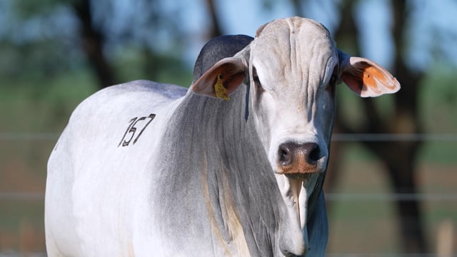 Lote 157