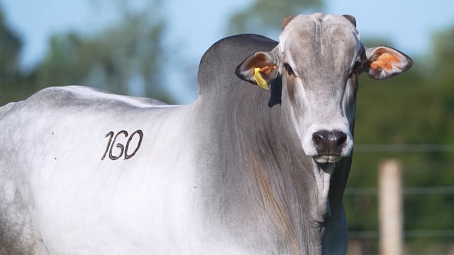 Lote 160