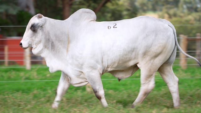 Lote D02