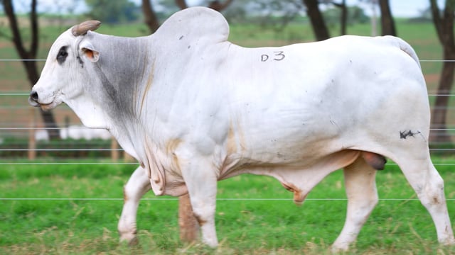 Lote D03