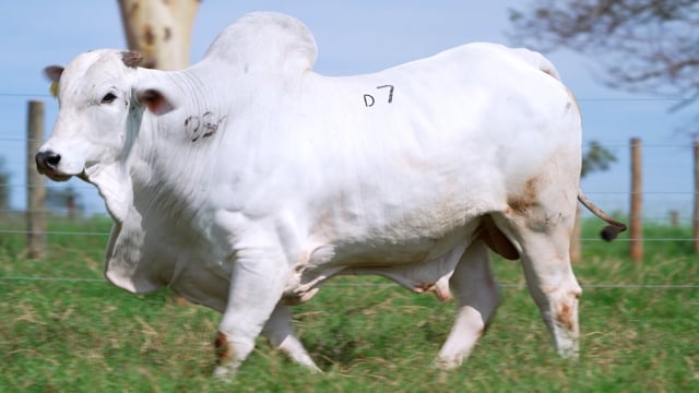 Lote D07
