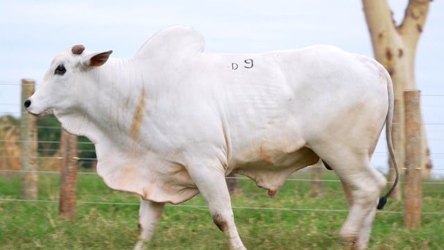Lote D09