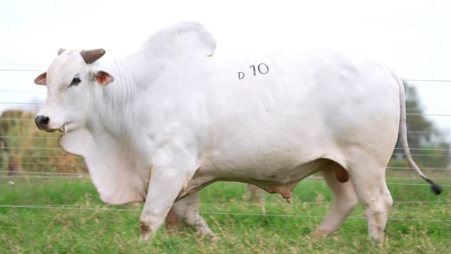 Lote D10