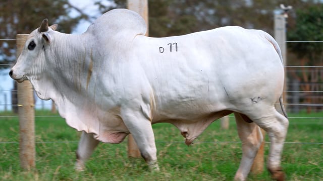 Lote D11