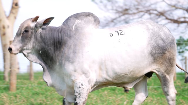 Lote D12