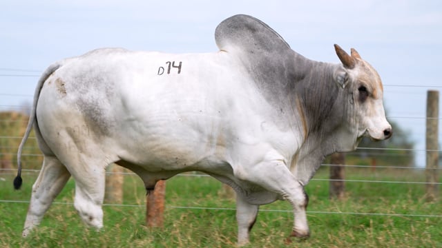 Lote D14