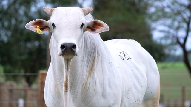 Lote D22
