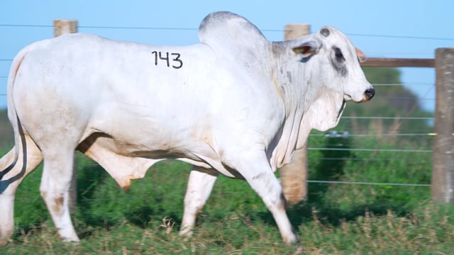 Lote 143