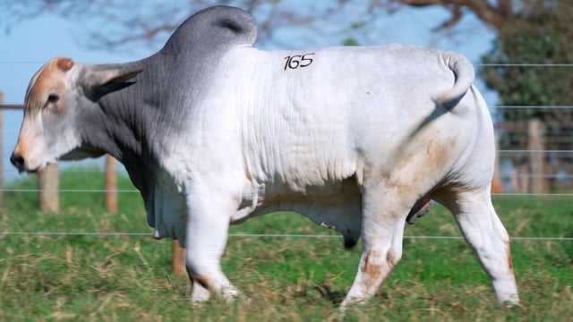 Lote 165