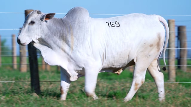 Lote 169