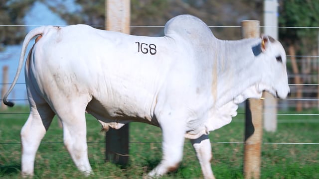 Lote 168