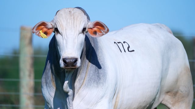 Lote 172
