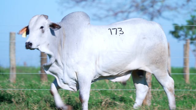 Lote 173