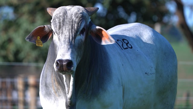 Lote 128