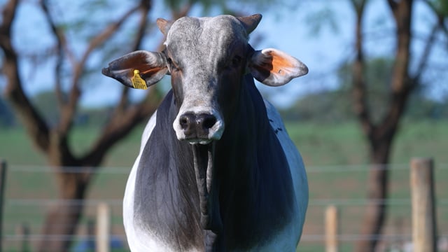 Lote 129