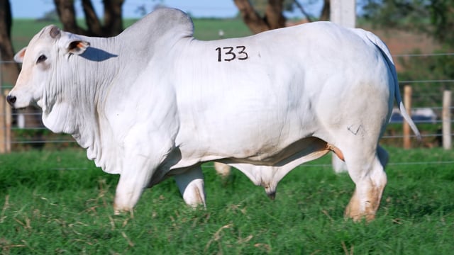 Lote 133