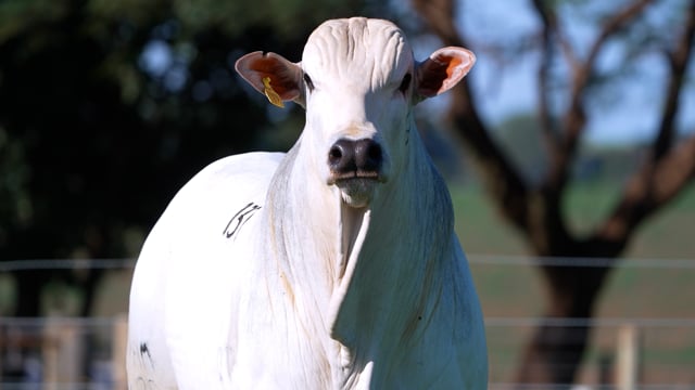 Lote 137