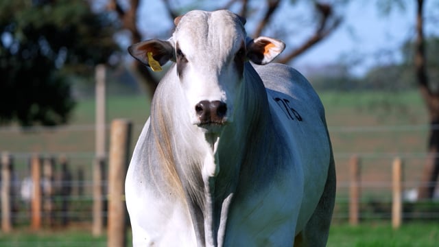Lote 176