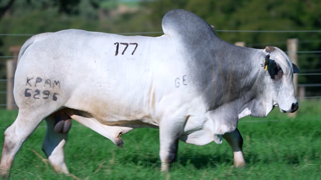 Lote 177