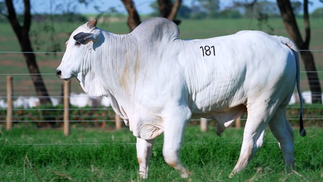 Lote 181
