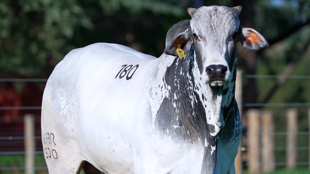 Lote 180
