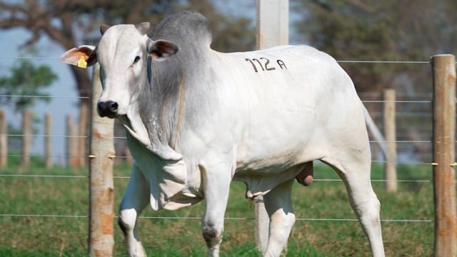 Lote A112