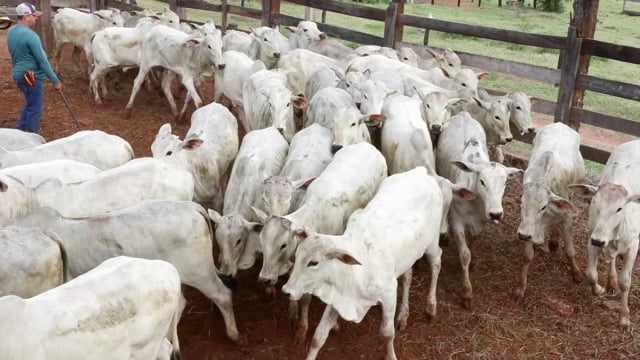 Lote 02