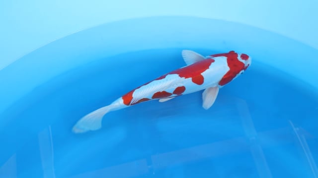 Kikusui - Kanno (39cm)
