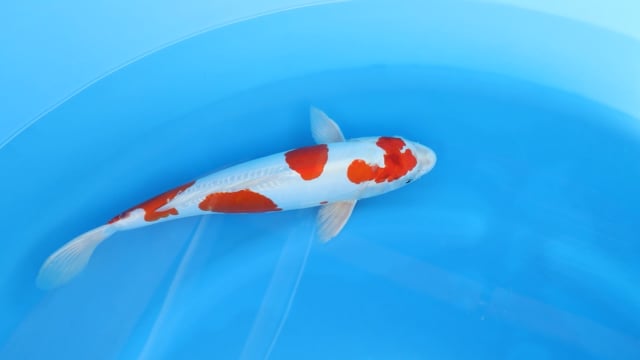 Kikusui Kase