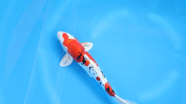 Yamatonishiki - Kase (36cm)