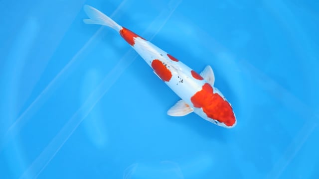 Yamatonishiki - Kase (37cm)