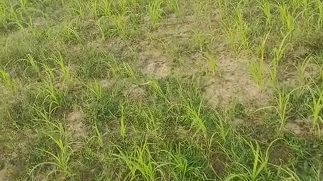 बाजरा के खेतो मे खरपतवार की दवा 