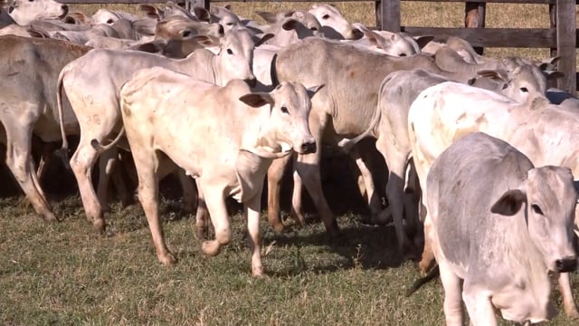 Lote 04